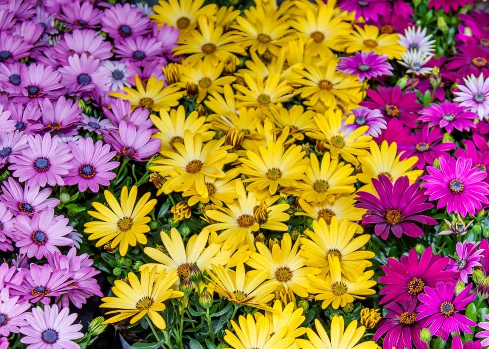 yellow purple pink petaled flowers preview