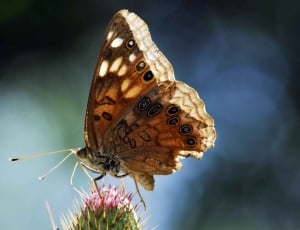 Emperor Butterfly, Hackberry, Insect, one animal, insect thumbnail