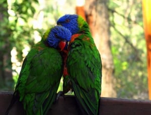 Rainbow Lorikeet, Love, Zoo, Couple, parrot, bird thumbnail