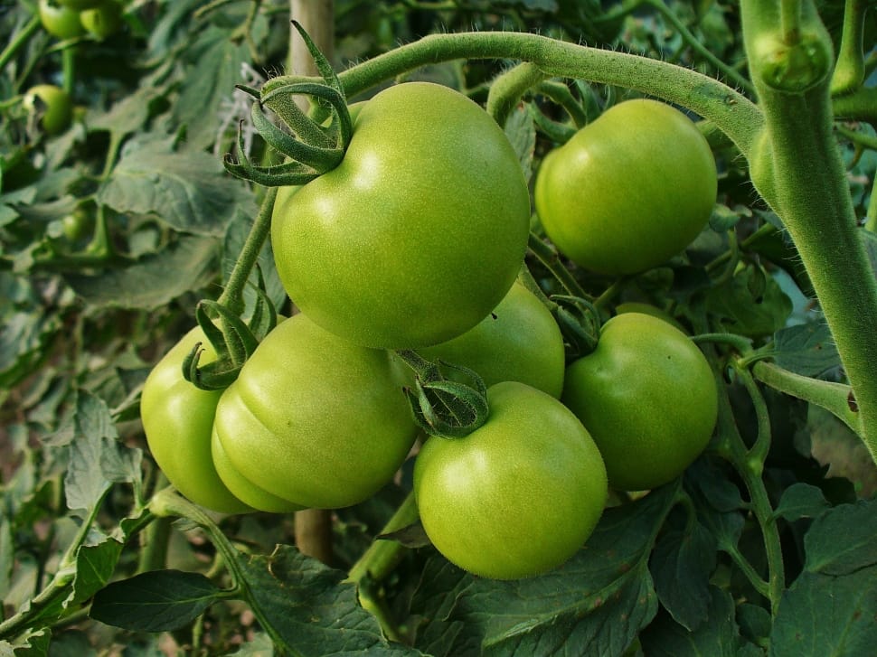 green tomatoes preview