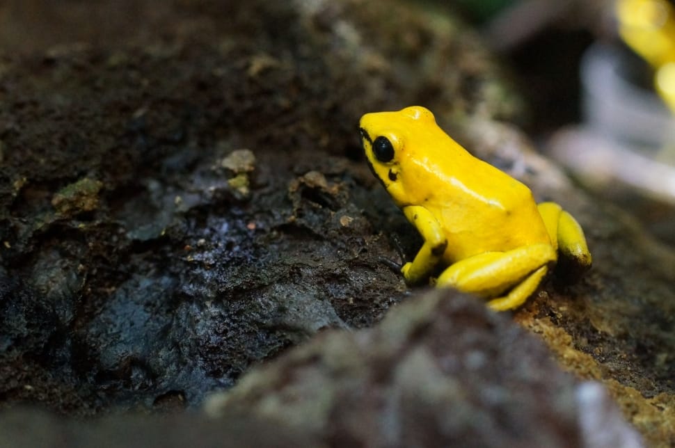 yellow frog preview