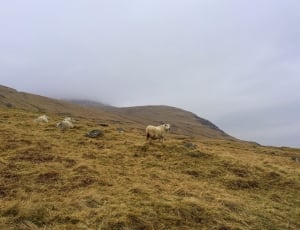 Brown Sheep on Grass Field thumbnail