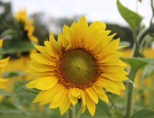 yellow sunflowers thumbnail