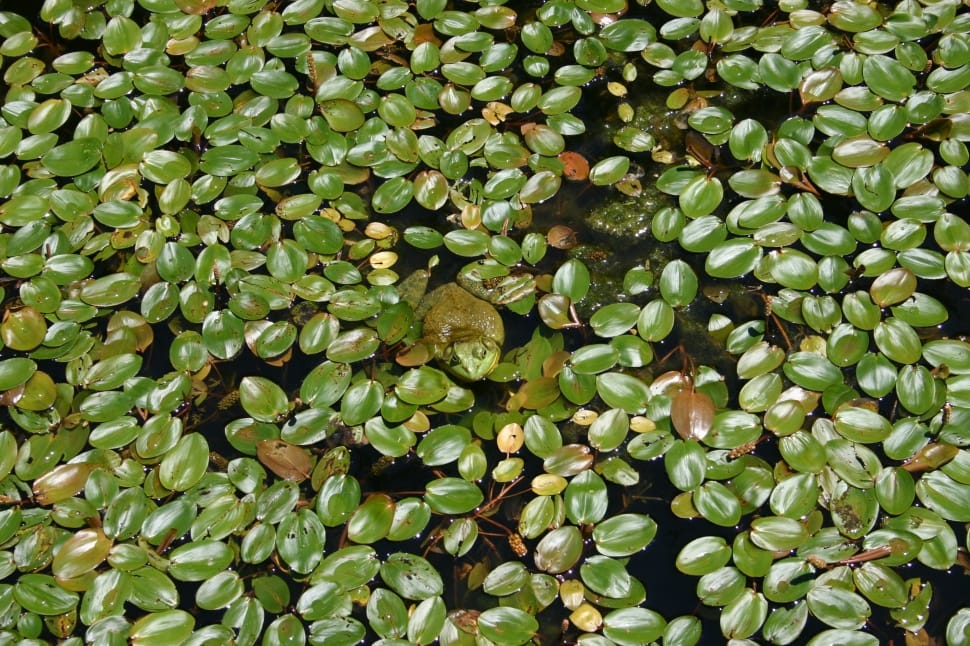 green leaves floating on body of water preview