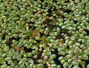 green leaves floating on body of water thumbnail