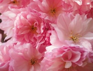 pink and white multipetaled flower thumbnail
