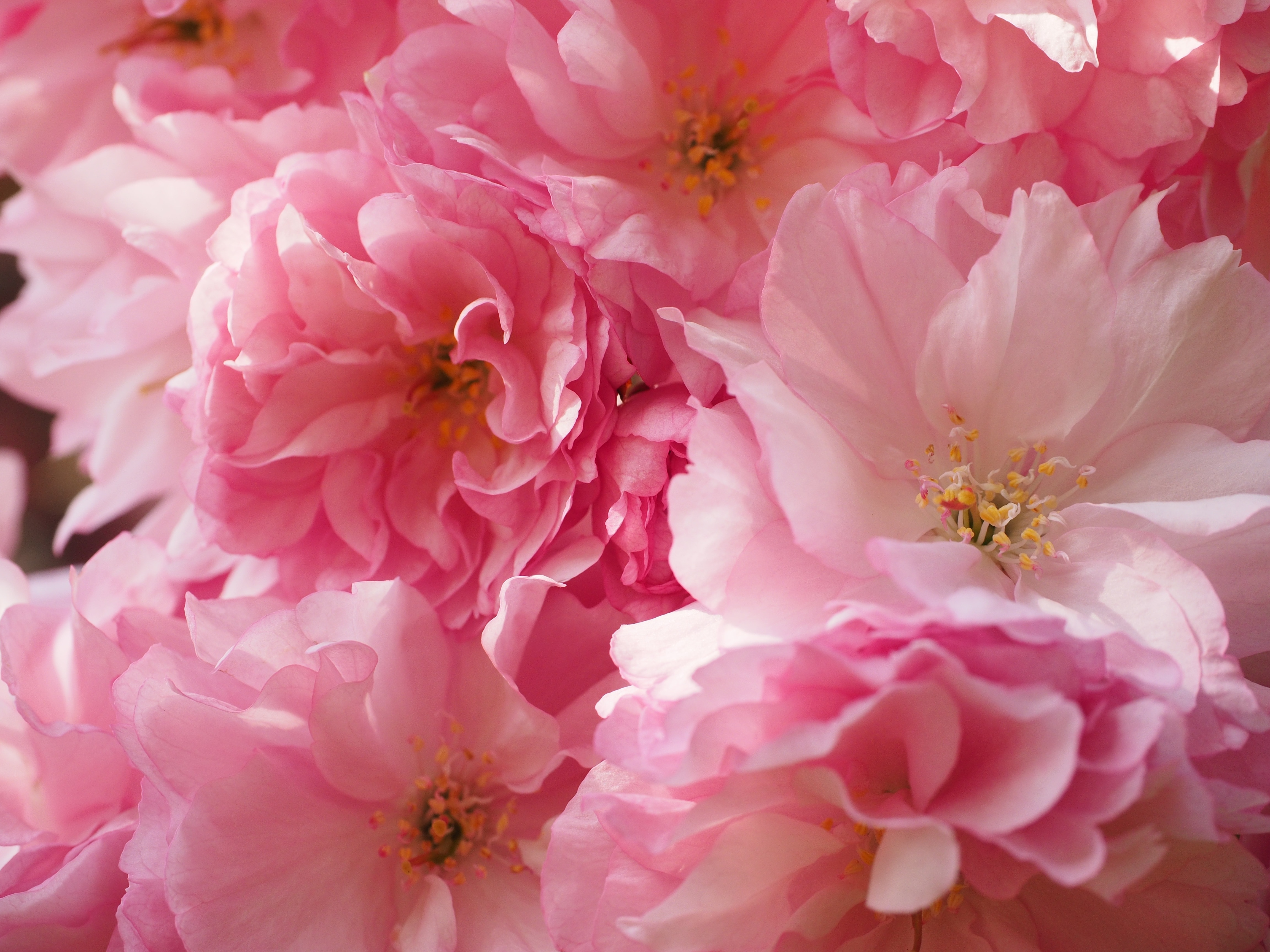 pink and white multipetaled flower