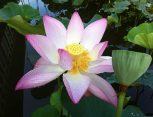 Lotus Seed, Pond, Lotus, Landscape View, flower, petal thumbnail