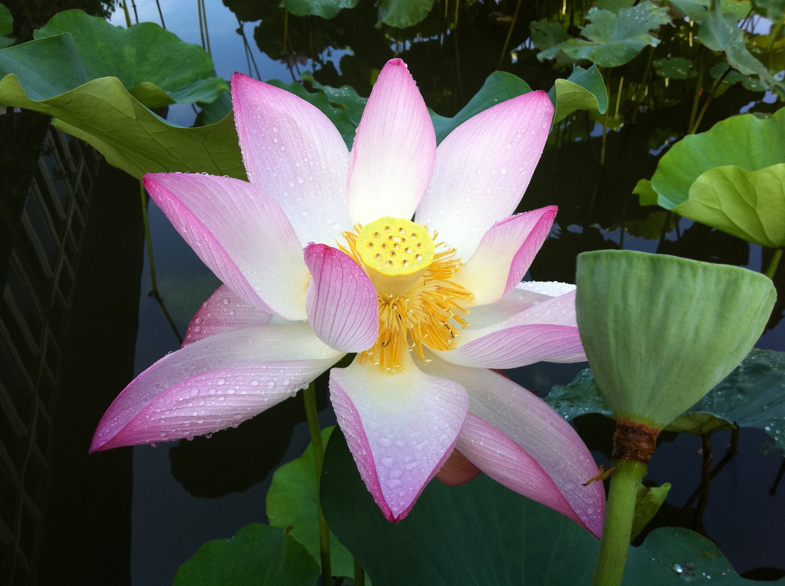 Lotus Seed, Pond, Lotus, Landscape View, flower, petal