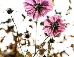 pink cluster petaled flowers thumbnail