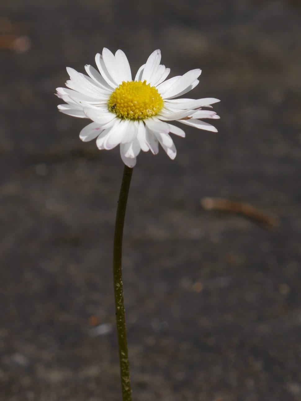 close up photo of white petaled flower preview
