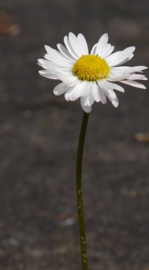 close up photo of white petaled flower thumbnail