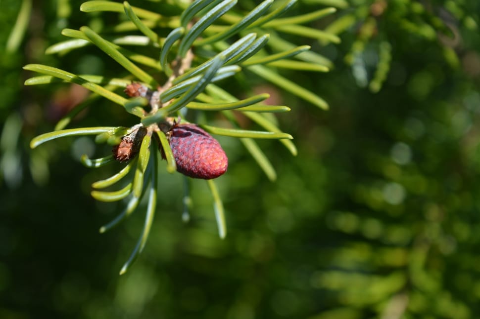 brown pine cone plant preview