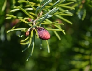 brown pine cone plant thumbnail