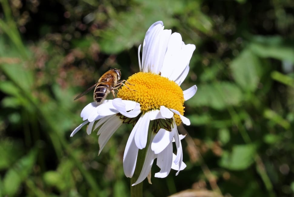 honey bee on white flower preview