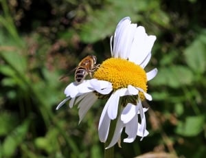 honey bee on white flower thumbnail