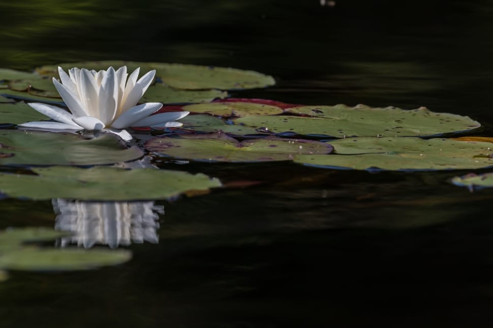 white water lily preview