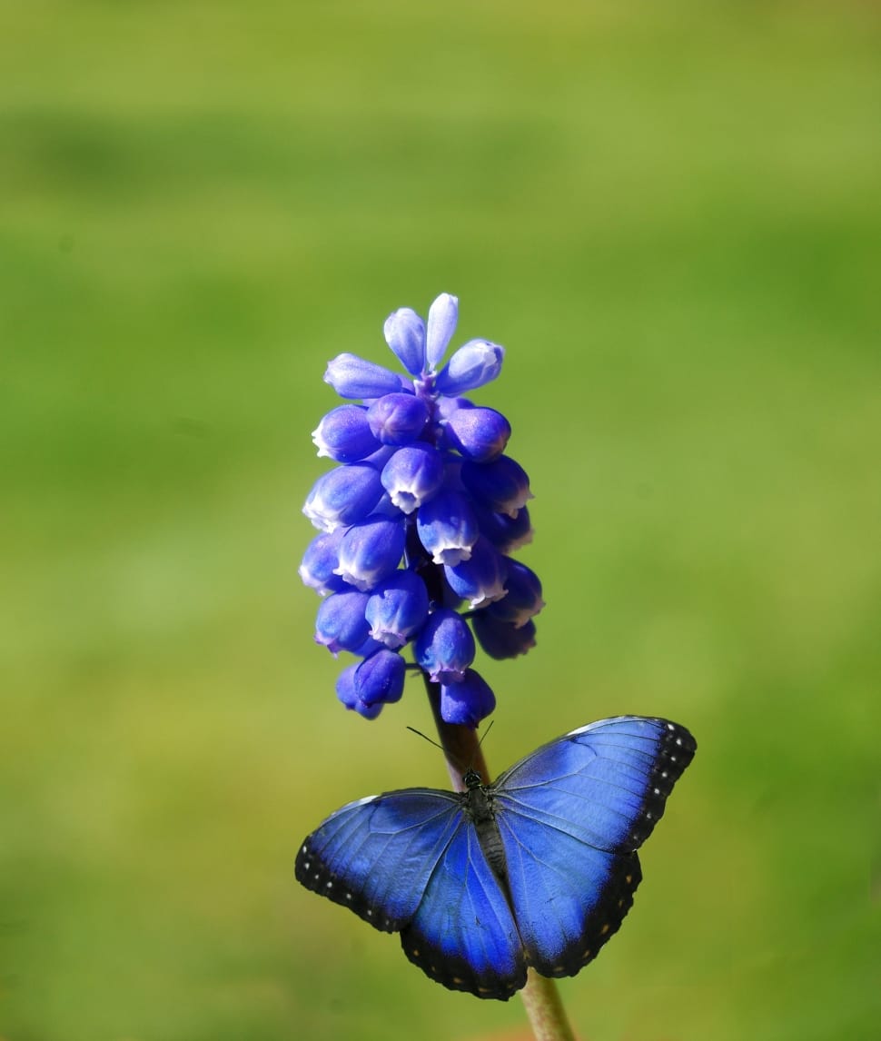 blue petaled flower and blue black butterfly preview