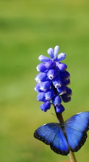 blue petaled flower and blue black butterfly thumbnail