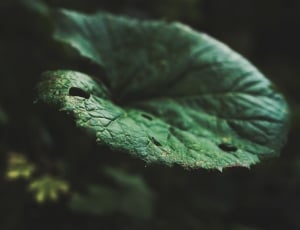 closeup photo of green leaf thumbnail