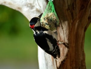 downy woodpecker thumbnail