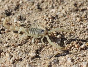 beige scorpion thumbnail