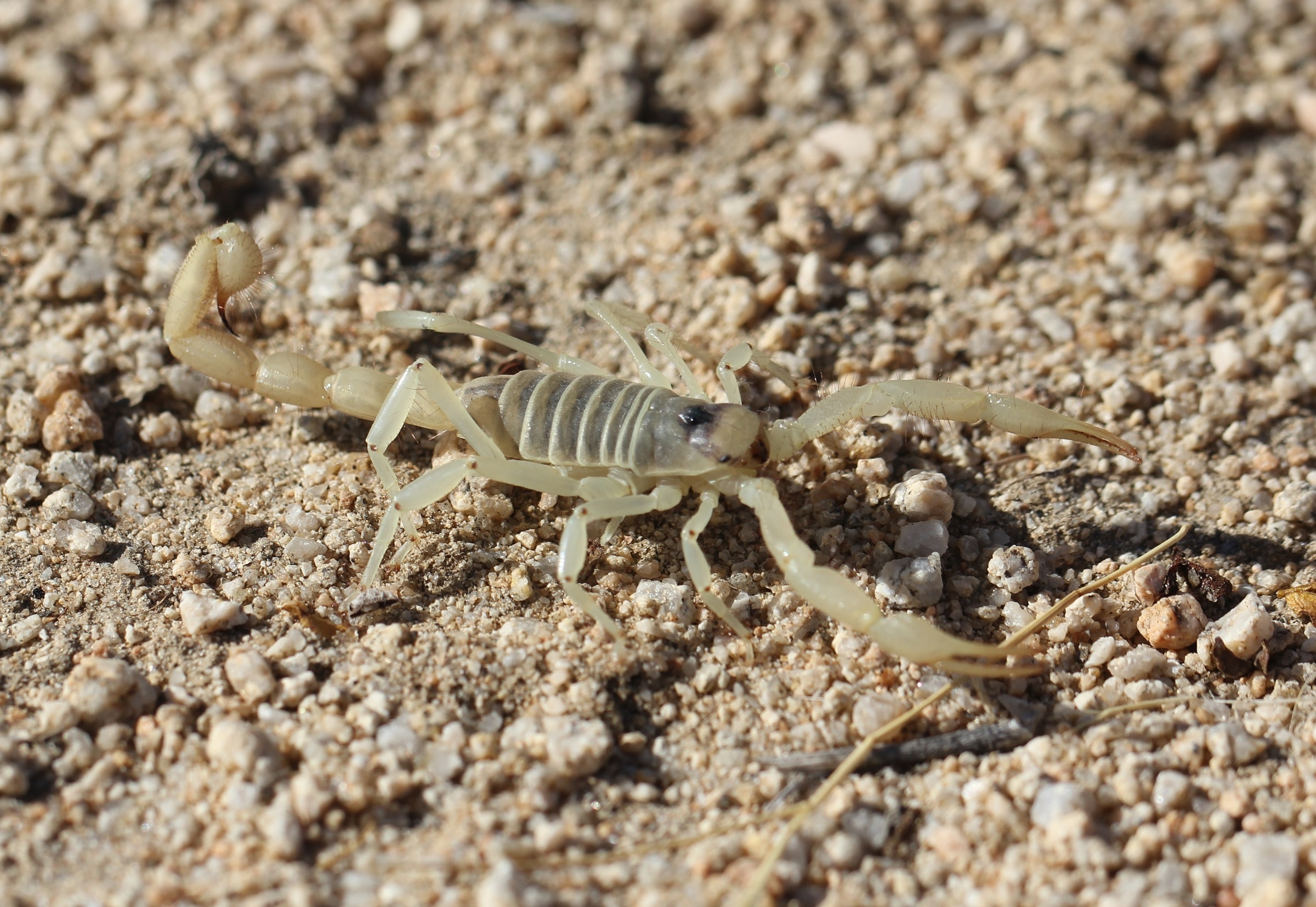beige scorpion