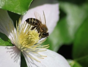 focus photography honey bee on the white petal flower during daytime thumbnail