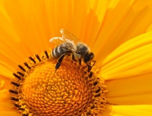 bee and sunflower thumbnail