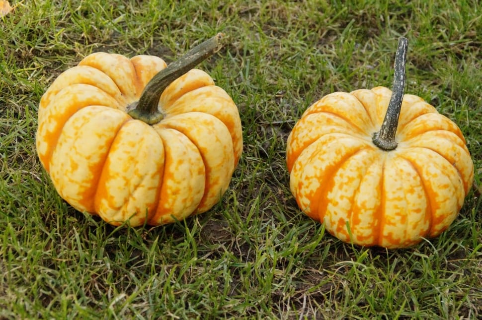 two orange squashes preview