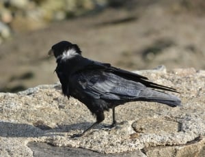 black and gray crow bird thumbnail