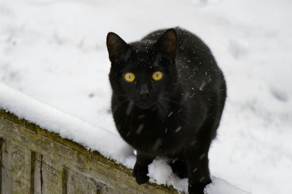 black fur cat preview
