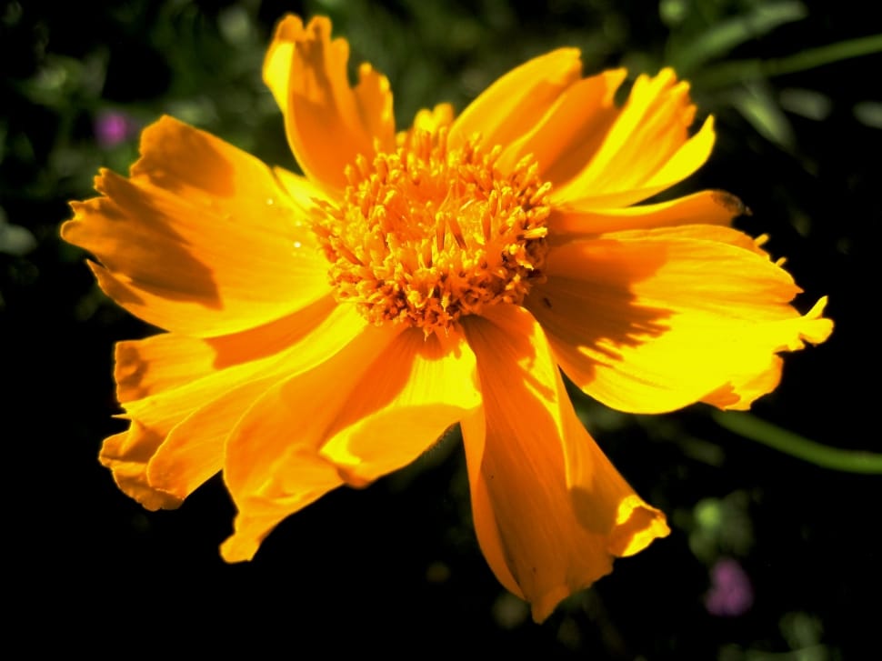 yellow cosmos flower preview