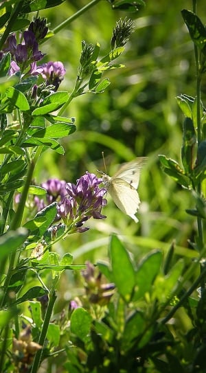 white moth and clover flower thumbnail