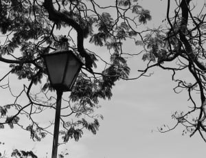 post lamp under a leafless tree grayscale photo thumbnail