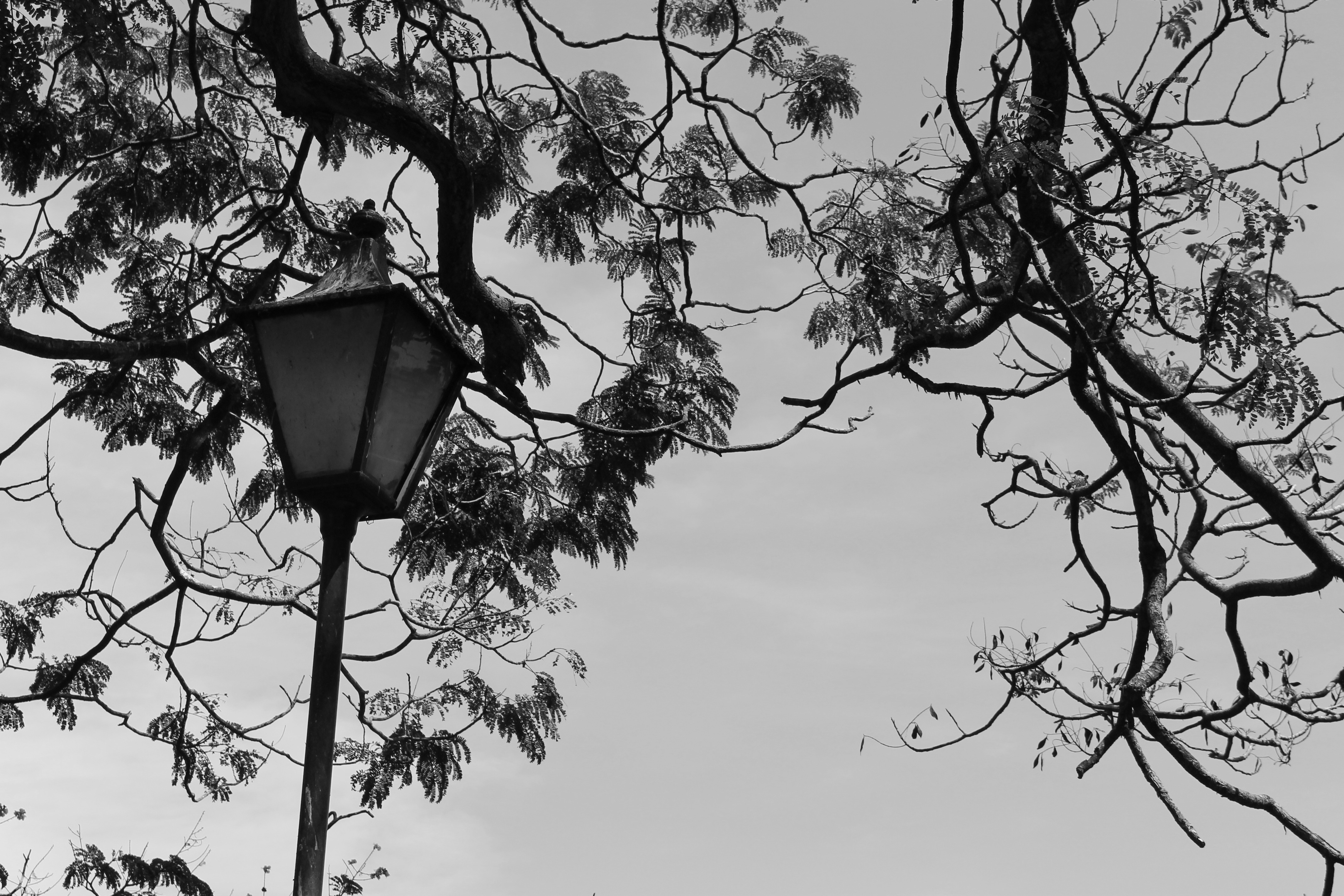 post lamp under a leafless tree grayscale photo
