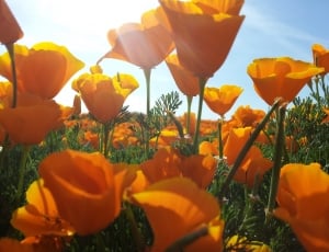 Flowers, Poppy, Yellow, Fields, Poppies, flower, orange color thumbnail