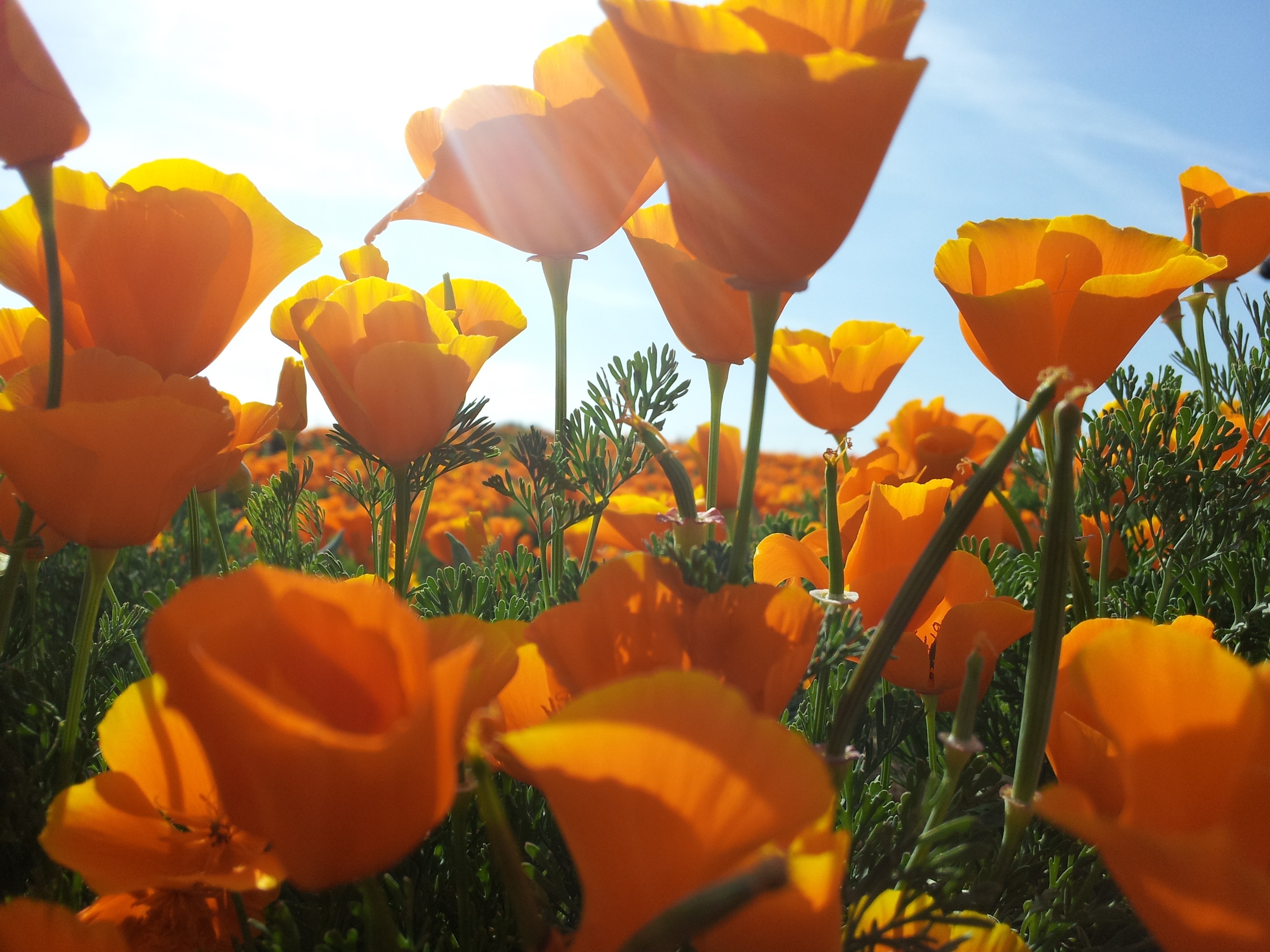 Flowers, Poppy, Yellow, Fields, Poppies, flower, orange color