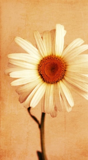 daisy flower thumbnail