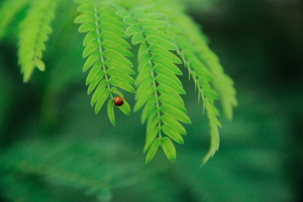 Selevtive Focus Photo of Ladybug on Green Leaf during Daytime preview