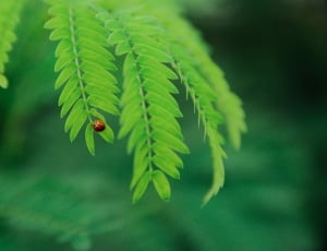 Selevtive Focus Photo of Ladybug on Green Leaf during Daytime thumbnail