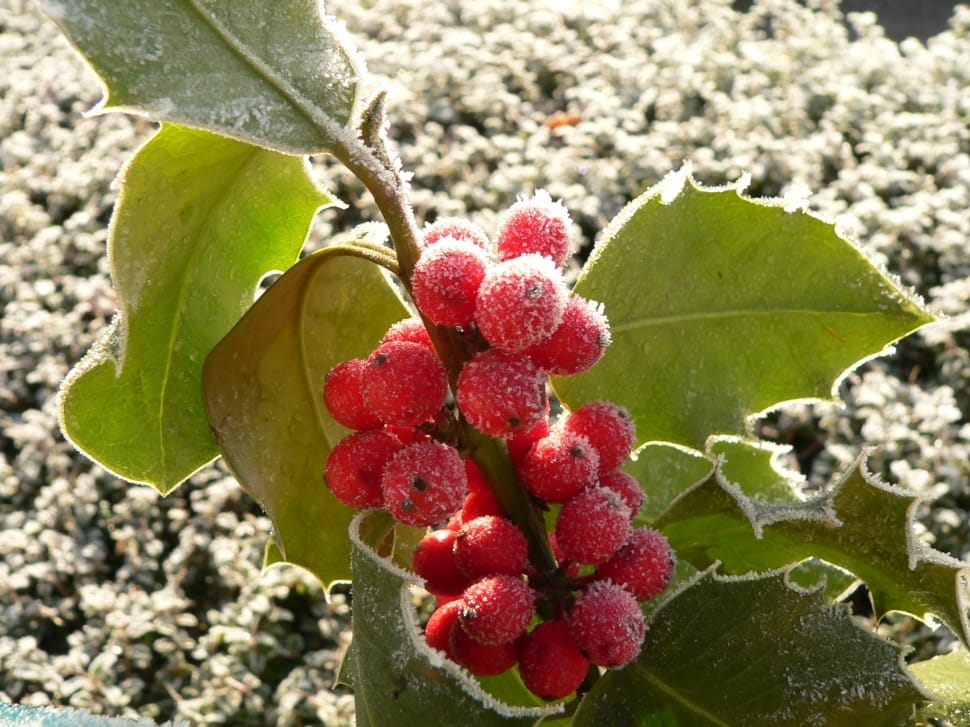 Red, Grape, Christmas, Decoration, Holly, leaf, fruit preview