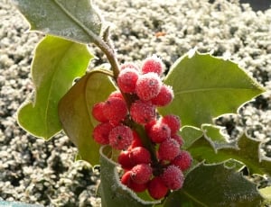 Red, Grape, Christmas, Decoration, Holly, leaf, fruit thumbnail