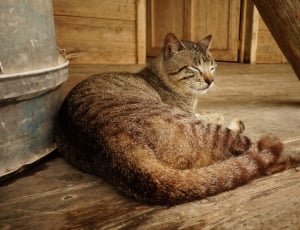 brown tabby cat near grey container thumbnail