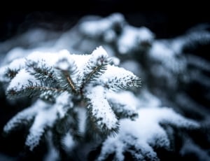 snow in pine tree leaves thumbnail