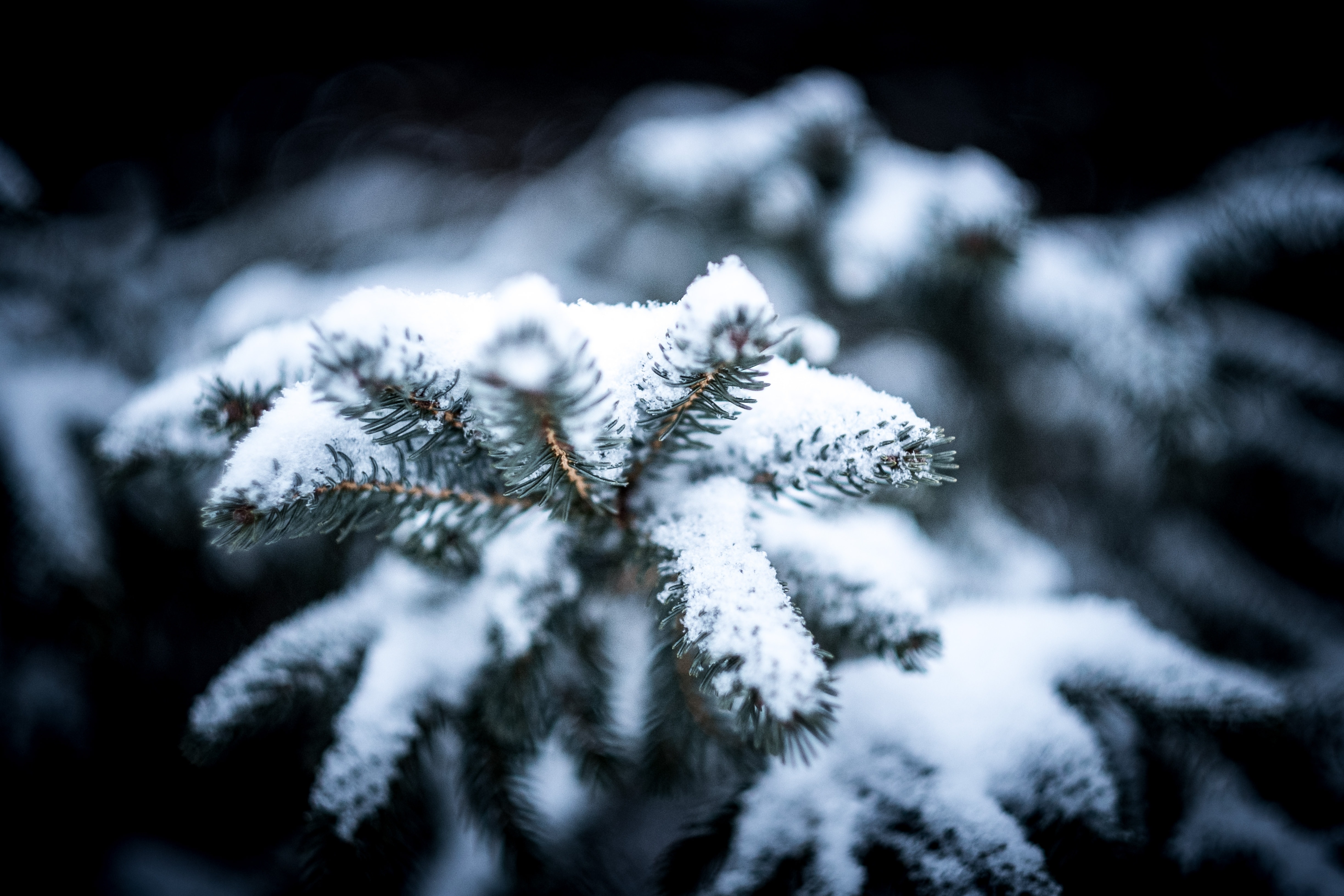 snow in pine tree leaves