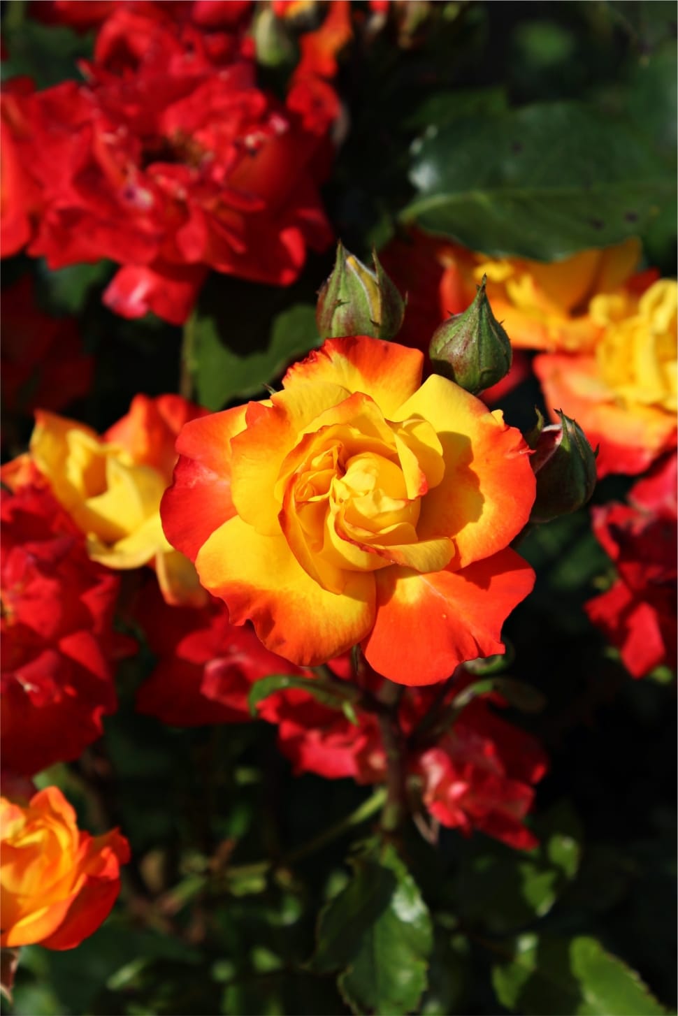 red-and-yellow petaled flowers preview