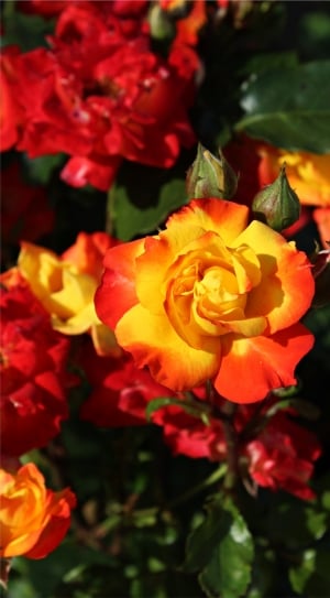 red-and-yellow petaled flowers thumbnail