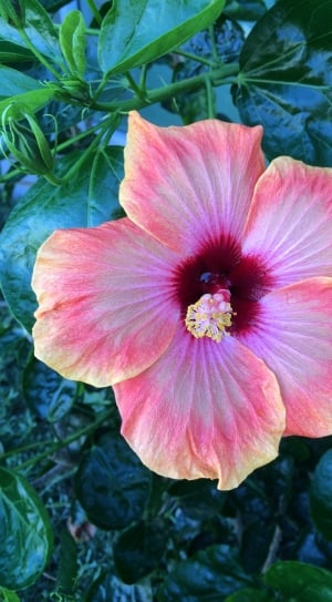 Pink, Hibiscus, Flower, flower, petal thumbnail
