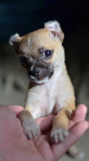 fawn chihuahua puppy thumbnail